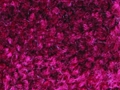 Ref 100 (PMS 7421)