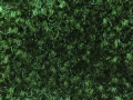 Ref 117 (PMS 350)